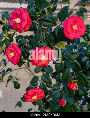 Primo piano della macchia camellia japonica con fiori rosa rosso brillante che fioriscono in inverno Foto Stock