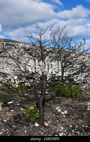 Albero dopo il fuoco, cappella di Saint-Michel in cima al Mont Saint-Michel de Brasparts, Saint-Rivoal, Finistere, Bretagne, Francia, Europa Foto Stock