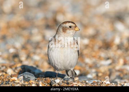 Neve Bunting, Plettrophenax nivalis, singolo uccello in inverno precipitare, nutrirsi su spiaggia di ghiaia, Cley-next-the-Sea, Regno Unito Foto Stock