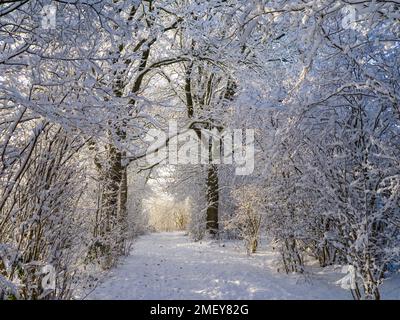 Waldweg im Winter a Flintbek, Schleswig-Holstein, Germania Foto Stock