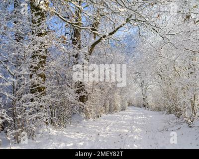 Waldweg im Winter a Flintbek, Schleswig-Holstein, Germania Foto Stock