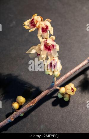 Chimonanthus praecox . Dolce invernale . Allspice giapponese . Chinesische Winterblüt Foto Stock
