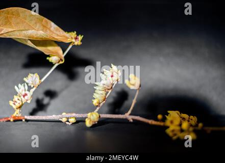 Chimonanthus praecox . Dolce invernale . Allspice giapponese . Chinesische Winterblüt Foto Stock