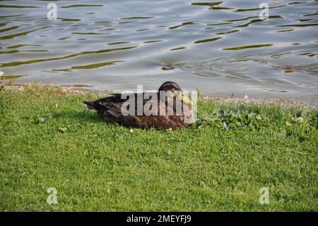 Un'anatra mallard femmina si trova nell'erba.primo piano di un'anatra mallard femmina.anatra mallard marrone femmina. Primo piano con la luce solare invernale sulle piume bagnate. Foto Stock