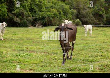 Cezarina, Goiás, Brasile – 23 gennaio 2023: Una mucca bruna nel mezzo di un piccolo pascolo agricolo, con un branco di vacche bianche sullo sfondo. Foto Stock