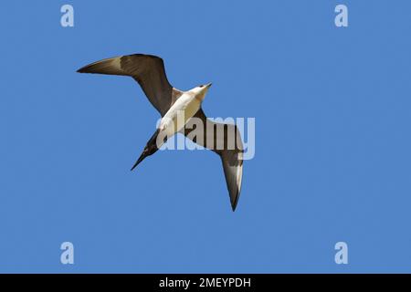 skua artica / skua parassita / jaeger parassita / jaeger artico (Stercorarius parasiticus) in volo contro il cielo blu in estate Foto Stock