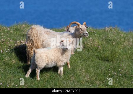 Pecora islandese con due agnelli in prato sulla cima della scogliera in estate, Islanda Foto Stock