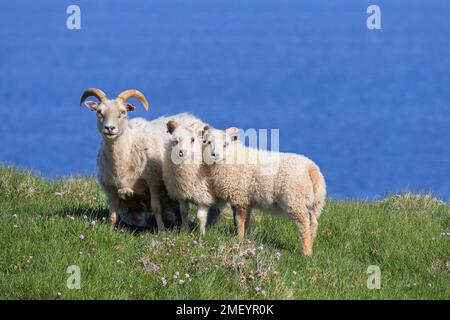 Pecora islandese con due agnelli in prato sulla cima della scogliera in estate, Islanda Foto Stock