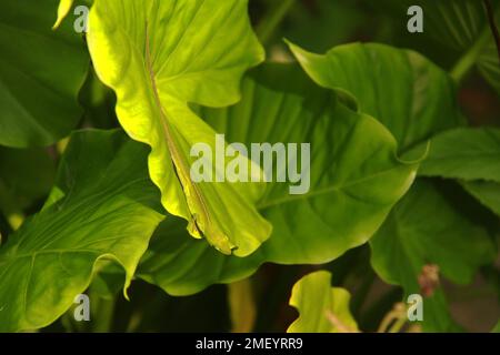 Anole verde ben mimetizzazione su una foglia Foto Stock