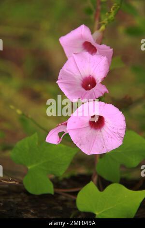 Bay County, Florida, Stati Uniti. Ipomoea tiliacea pianta in fiore in natura, salendo su un tronco di albero. Foto Stock