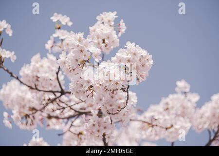 visualizza, colore, alberi, giardinaggio, macro, romantico, all'aperto, corea, bellezza, sole, sakura rosa, ciliegio, luminoso, primavera, carta da parati, saitama, Foto Stock