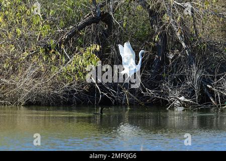Grande buratto bianco che atterra su un ramo di albero Foto Stock