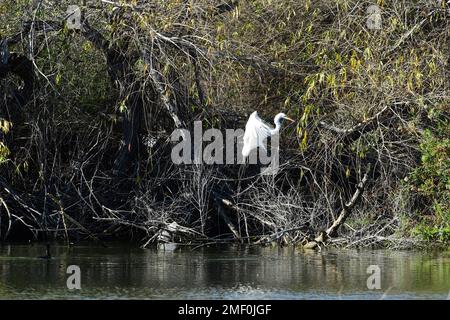 Grande buratto bianco che atterra su un ramo di albero Foto Stock