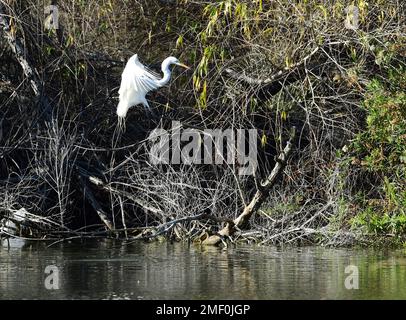 Grande buratto bianco che atterra su un ramo di albero Foto Stock