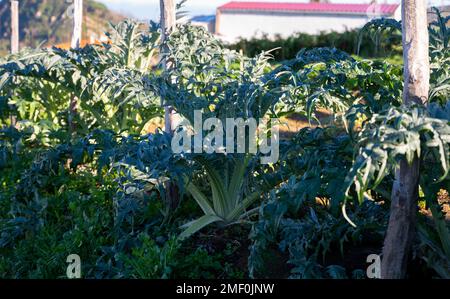 Gustose teste di piante di carciofi che crescono in campo agricolo in Spagna in inverno Foto Stock