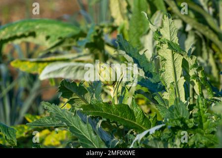 Gustose teste di piante di carciofi che crescono in campo agricolo in Spagna in inverno Foto Stock
