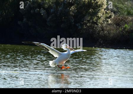 Grande Pelican bianco in volo che atterra su uno stagno Foto Stock