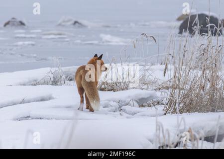 La volpe rossa si aggira a Helsinki, Finlandia Foto Stock