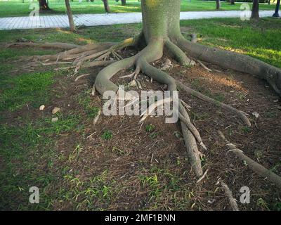 Le radici dell'albero di seta di Floss sul terreno. Corisia speciosa. Foto Stock