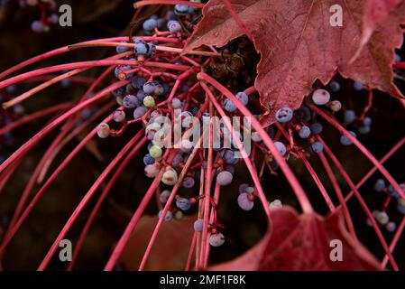 Grappolo di foglie di edera e frutti in autunno. Foto frontale, e dettaglio, autunno, vino rosso, sfere, rami verdi Foto Stock