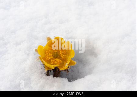 Amur adonis, conosciuto localmente come fukujuso, fiorisce di giallo in primavera molto presto tra neve fresca, Nagano, Giappone. Foto Stock