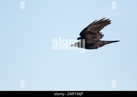 Rook, (Corvus frugilegus), adulto in volo, WWT Slimbridge, Gloucestershire, Gennaio. Foto Stock