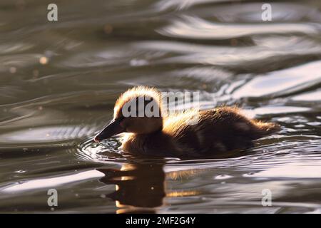 Carino giovane allardo anatroccolo (Anas platyrhynchos) galleggiante sulla superficie del lago. Divertente, adorabile giovane uccello selvatico pura gioia naturale, fauna selvatica, splendida. Comun Foto Stock