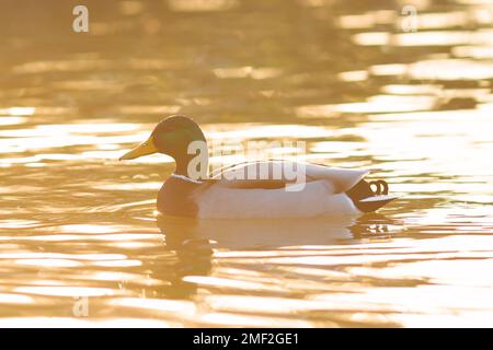 Anatra di mallardo maschio in luce arancione ( Anas platyrhynchos ); uccello selvatico in stagno, in bella luce arancione dell'alba Foto Stock