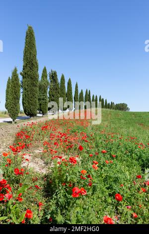 Iconica strada bianca fiancheggiata da cipressi e campo di papavero in primavera, Toscana, Italia. Foto Stock