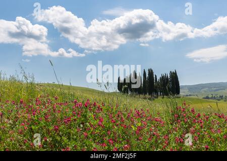 Iconico grappolo di cipressi con fiori primaverili in primo piano, situato sul ciglio della strada nella Val d'Orcia in Toscana, Italia. Foto Stock