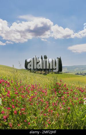 Iconico grappolo di cipressi con fiori primaverili in primo piano, situato sul ciglio della strada nella Val d'Orcia in Toscana, Italia. Foto Stock