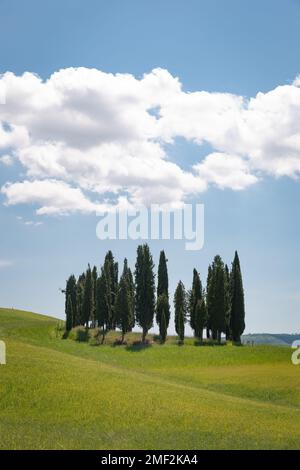 Iconico grappolo di cipressi, situato sul ciglio della strada nella Val D'Orcia, Toscana, Italia. Foto Stock