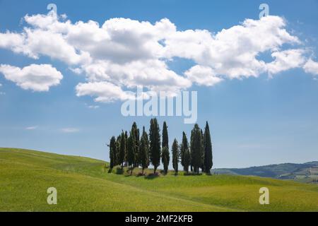 Iconico grappolo di cipressi, situato sul ciglio della strada nella Val D'Orcia, Toscana, Italia. Foto Stock