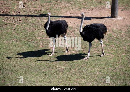 Un paio di Ostriches comuni (Struthio camelus) allo Zoo di Sydney a Sydney, NSW, Australia (Foto di Tara Chand Malhotra) Foto Stock