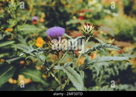 Pianta del cardoon, anche conosciuta come il tistle del carciofo o il carciofo del globo Foto Stock