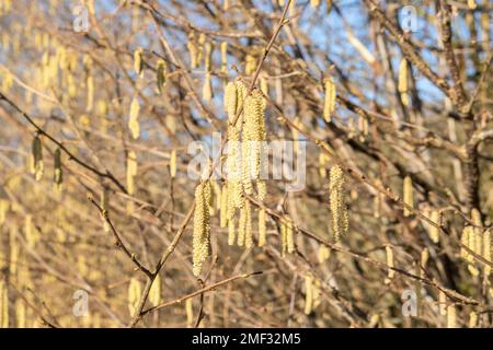 Fioritura hazel nocciola. Hazel amenti sui rami Foto Stock