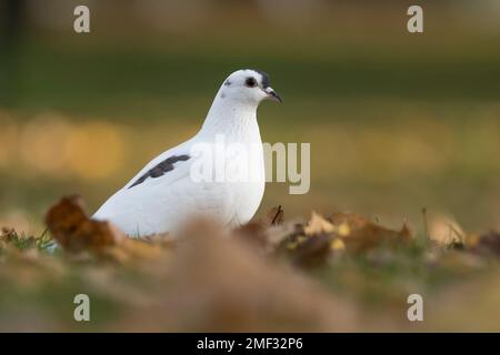 Piccione decorativo, piccione riproduttore (piumaggio bianco con un po' di grigio) Foto Stock