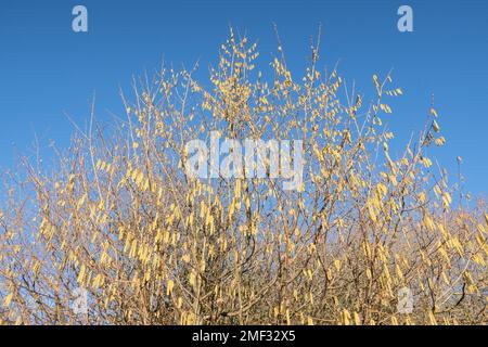 Fioritura hazel nocciola. Hazel amenti sui rami Foto Stock