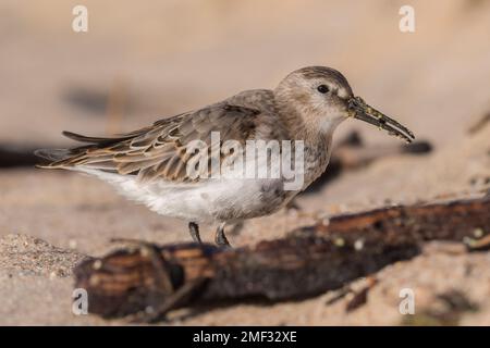 Dunlin (Calidris alpina) camminare sulla spiaggia e alla ricerca di cibo durante la migrazione autunnale. Uccello in habitat naturale Foto Stock