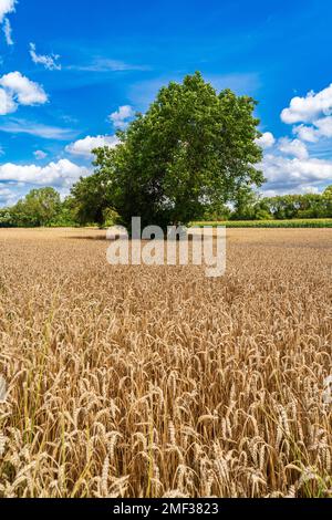 Un grande albero di quercia si trova di fronte ad un campo d'orzo dorato maturo in estate Foto Stock