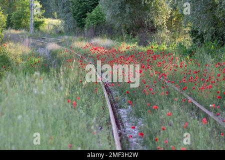 Papaveri selvatici che fioriscono in primavera lungo i binari ferroviari nel paesaggio toscano, Italia. Foto Stock