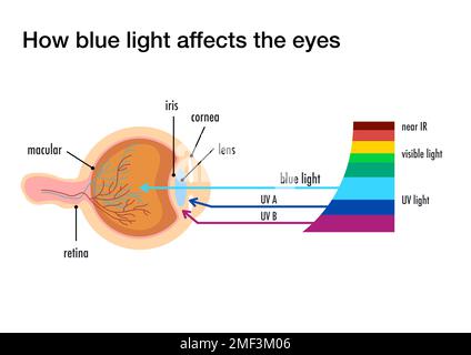 Come la luce blu influenza gli occhi umani Foto Stock