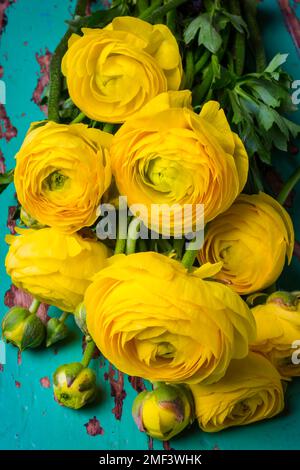 Bel Ranunculus giallo Foto Stock