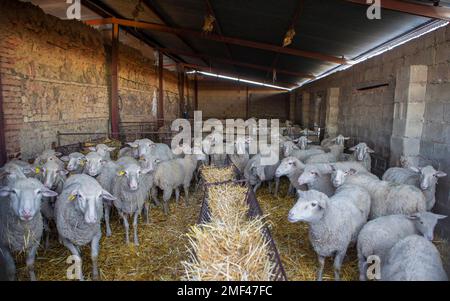 Gregge di pecora nella stalla che sta per uscire al pascolo. Messa a fuoco selettiva Foto Stock