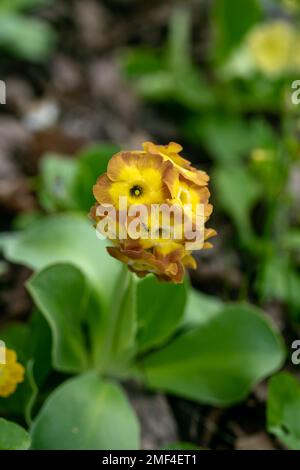 Fiori primaverili. Fiore di primula rossa o primula piano fiori in giardino Foto Stock