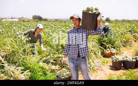 Giardiniere porta secchi pieni di carciofi Foto Stock