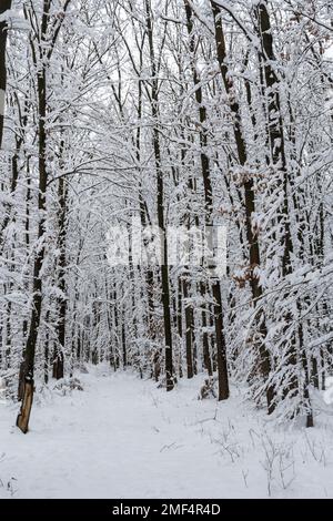 Neve bianca su rami di alberi nella foresta di carpino. Foto Stock