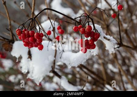 Bacche di viburnum rosso innevate su utile per il corpo in una gelida giornata invernale. Foto Stock