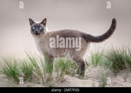 Giovane gatto tailandese purebred camminando sulla spiaggia di sabbia all'aperto Foto Stock