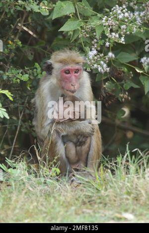 Scimmie e lingue grigie nella foresta. Sri Lanka Foto Stock